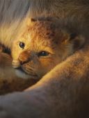The Lion King: Songs From The Motion Picture Soundtrack: Easy Piano additional images 1 3